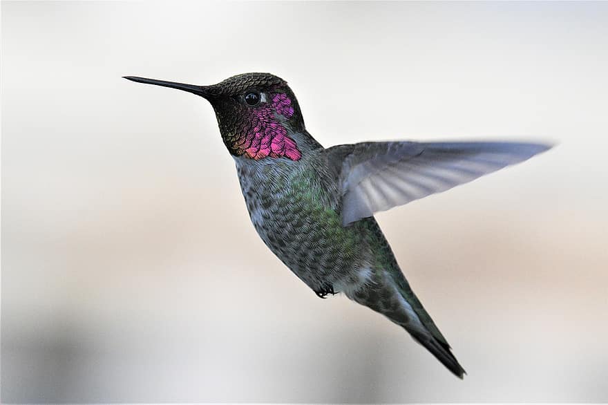 colibrì di Anna, uccello, volante, uccello maschio, uccello selvatico, animale, natura, becco, Ali, piume, fotografia di uccelli