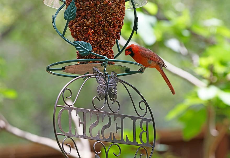 cardenal, masculí, ocell vermell, ocell de cançó, benedicció, art de jardí, pati posterior, vida salvatge, alimentador d'ocells, animal, aviària