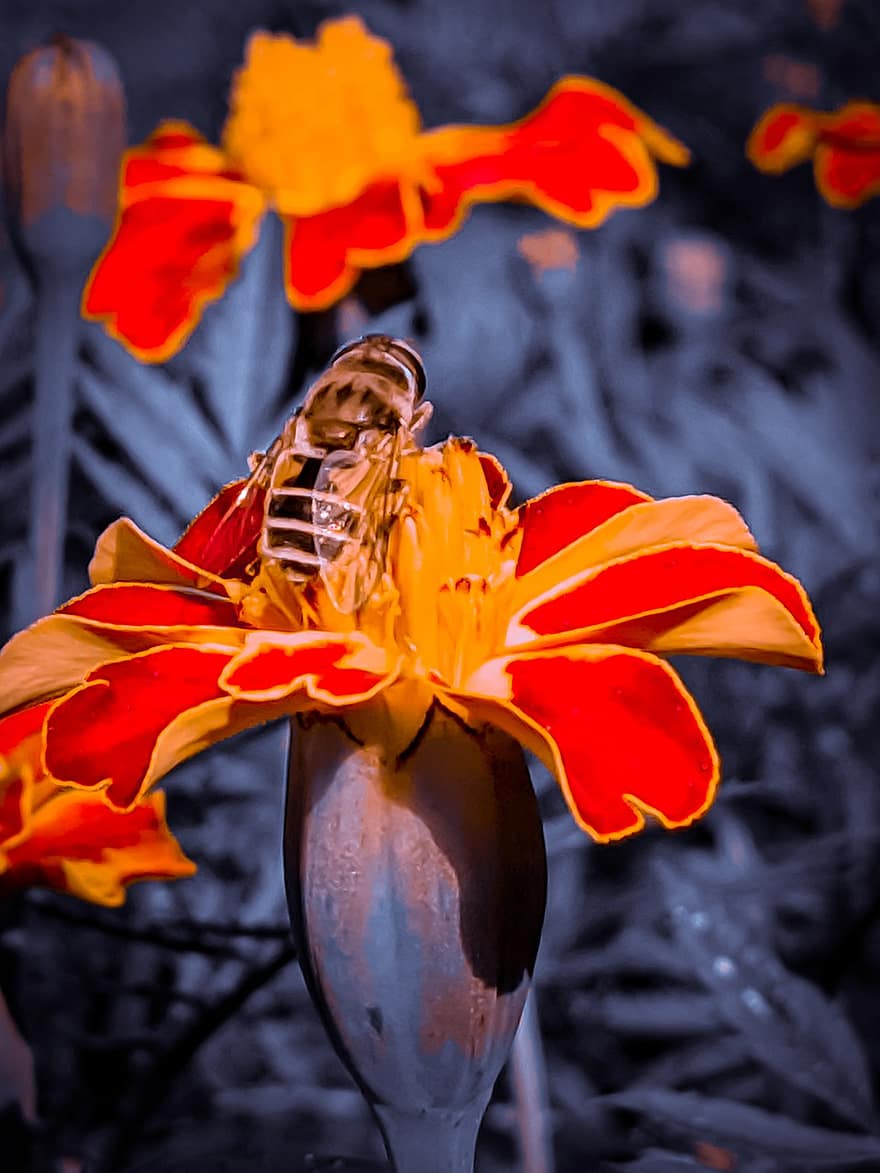 ong mật, con ong, bông hoa, côn trùng, cúc vạn thọ, Hoa màu cam, cây, Thiên nhiên