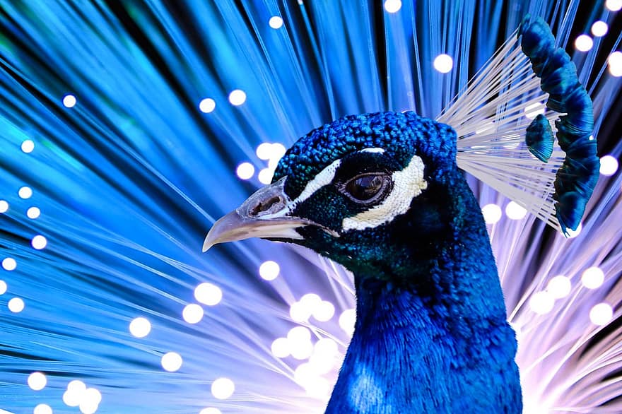 oiseau, paon, plumage, couronne, portrait d'animal, brillant, Contexte, plume, bleu, multi couleur, fermer