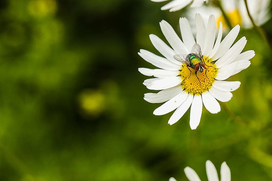 Fly, Insect, Bug, Daisy, Nature, Blossom, Summer