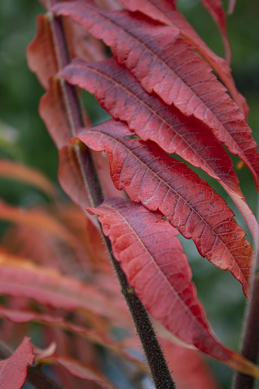 가을, 이파리, 붉은 잎, 빨간, 단풍, 가을 단풍, 잎, 가을 잎, 가을 시즌, 가을 색, 잎맥