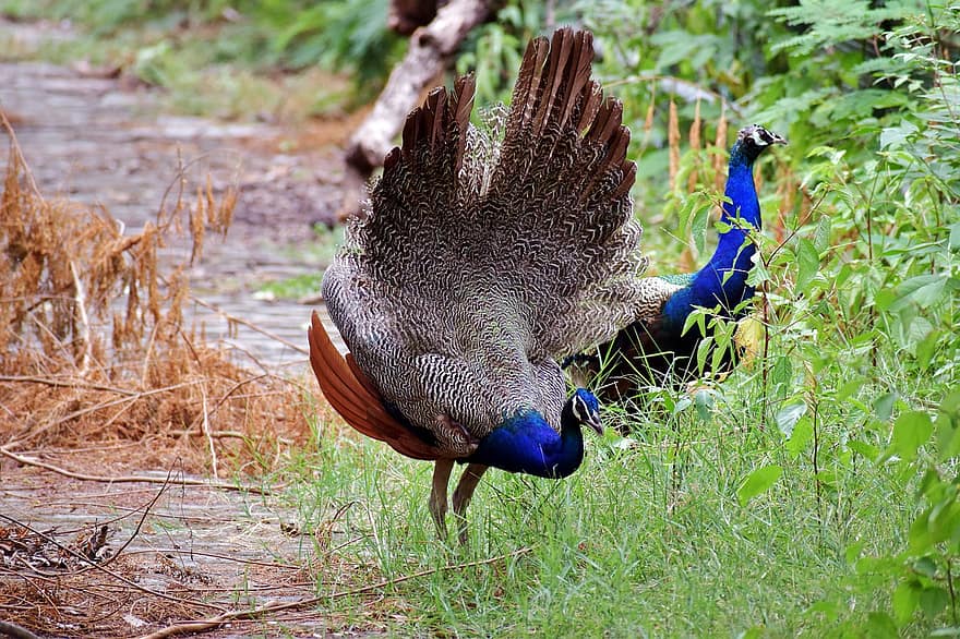 Peafowl, Peacock, Bird, Wildlife, Avian
