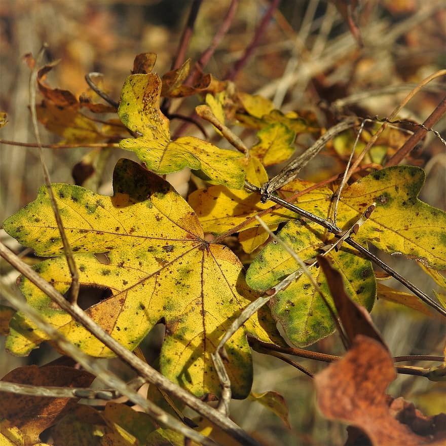 löv, natur, höst, säsong, falla, blad, gul, skog, multi färgad, oktober, träd