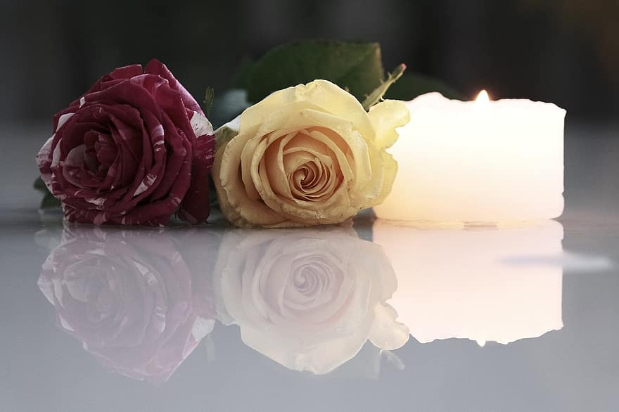 Rose, fiori, riflessione, candela, paio, petali, petali di rosa, fioritura, fiorire, rosa fiorita