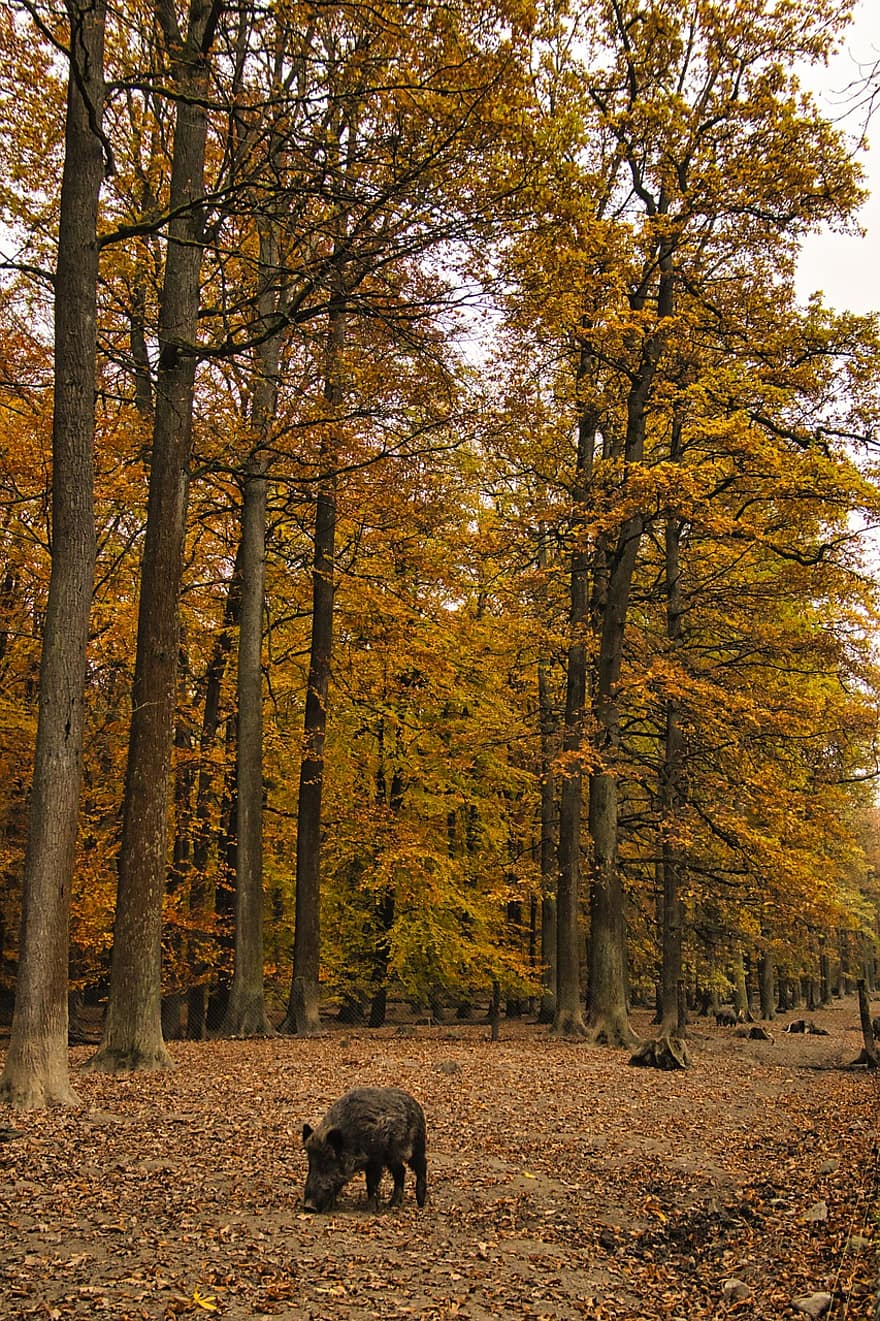 дикий кабан, лес, осень, падать, природа, дерево, желтый, время года, сельская сцена, лист, пейзаж