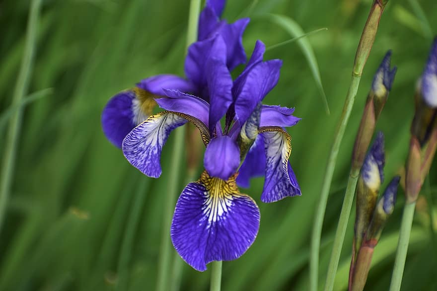 iris, bunga-bunga, iris biru, bunga biru, bunga iris, mekar, berkembang, tanaman, alam, flora, tanaman berbunga
