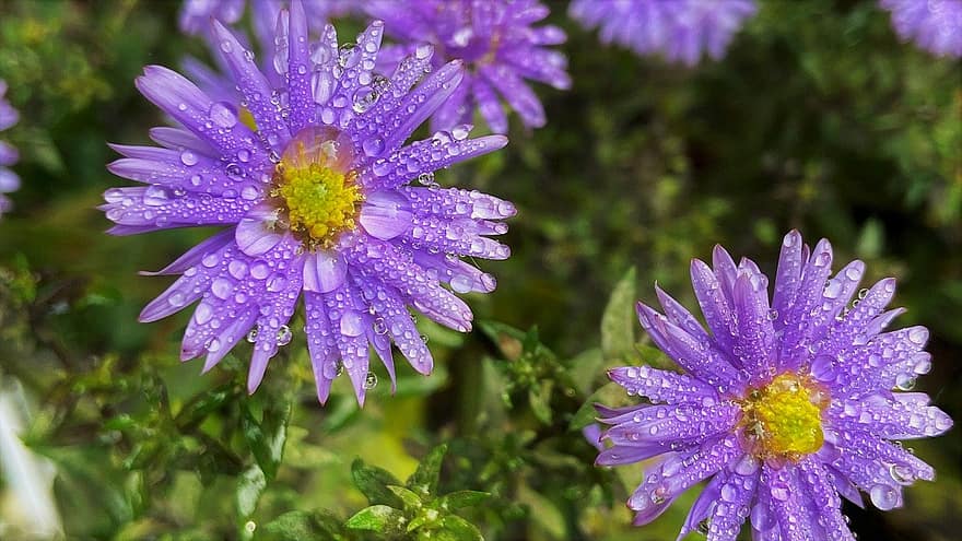 asters, blomster, planter
