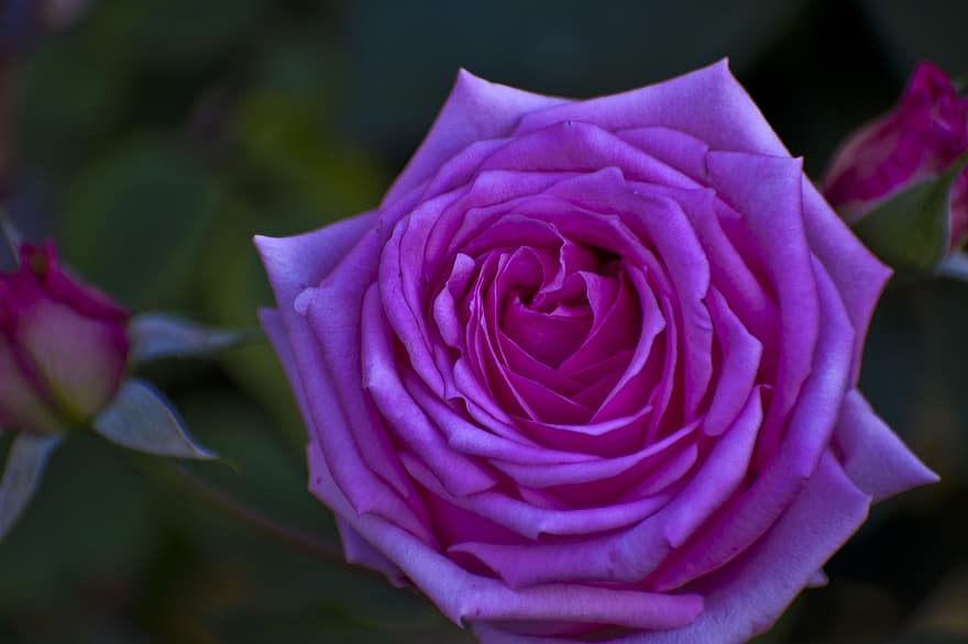 Rose, fleur, rose rose, Floraison, fleur rose, pétales roses, pétales, flore, floriculture, horticulture, botanique
