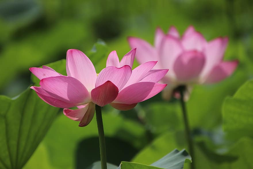 lotus, blomst, anlegg, petals, vannlilje, blomstre, blomstringen, akvatisk plante, flora, dam, natur