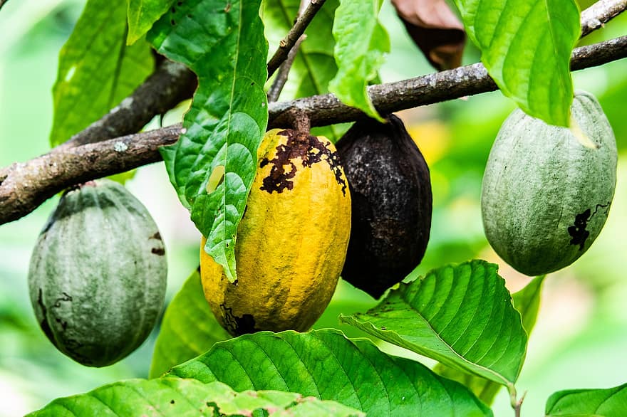 какао, стручки какао, фрукти, Коста-Ріка, землеробство