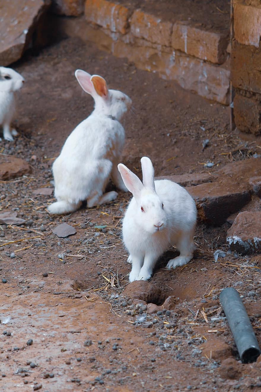 tavşanlar, hayvanlar, memeliler, uzun kulaklı, Tavşan kulakları, çayır, Paskalya Tavşanı, kürk, hayvan portresi, tavşan, doğa