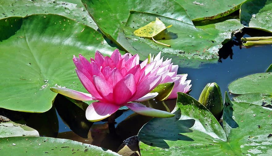 Lilies, Water, Water Lilies, Joint, Leaves, Summer, Blooming, Nature, leaf, plant, pond