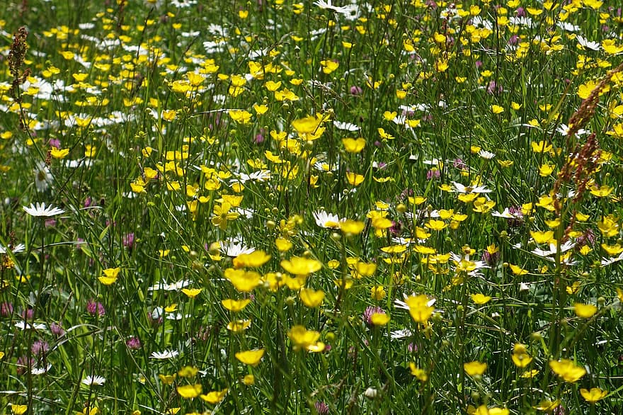 padang rumput, bunga-bunga, valais, ernen, frühling, Blumenpracht, Tuan-tuan, alami