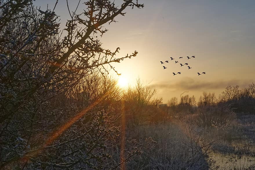 Ducks, Birds, Sunrise, Morning Sun, Fog, sunset, flying, dusk, sunlight, tree, sun