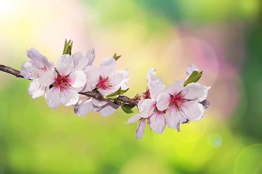 flor de cerezo, las flores, rama, Flores rosadas, floración, flor, floreciente, flora, árbol, planta, primavera