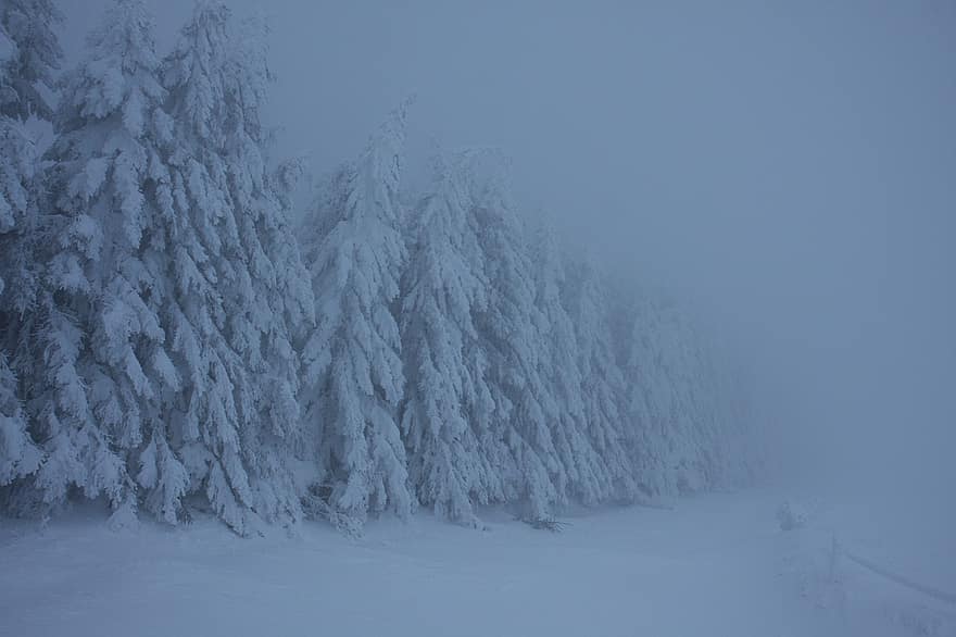 iarnă, zăpadă, pădure, ceaţă, peisaj, copaci, natură, îngheţ, gheaţă, rece, copac