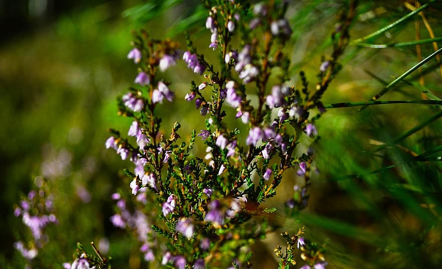 Heather, Forest, Nature, Growth, Botany, Woods, close-up, plant, summer, green color, flower