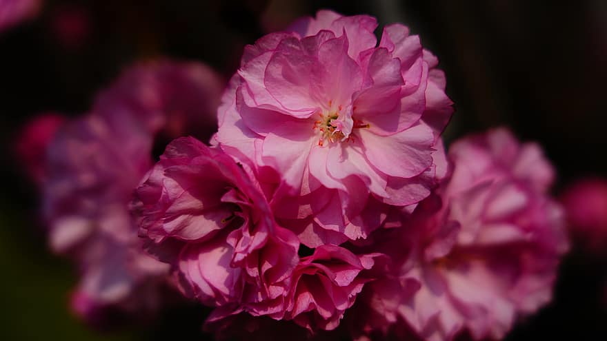 桜、ピンクの花、フラワーズ、自然、春、綺麗な、花束、閉じる、花、花弁、工場