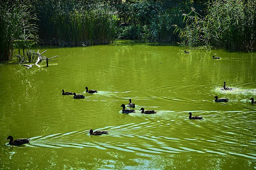 качки, озеро, ставок, птахів, пташиний парк, Villars Les Dombes