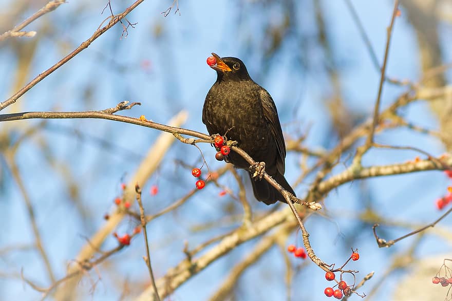 Bird, Blackbird, Ornithology, Species, Fauna, Avian, Animal, Rowan, branch, beak, animals in the wild