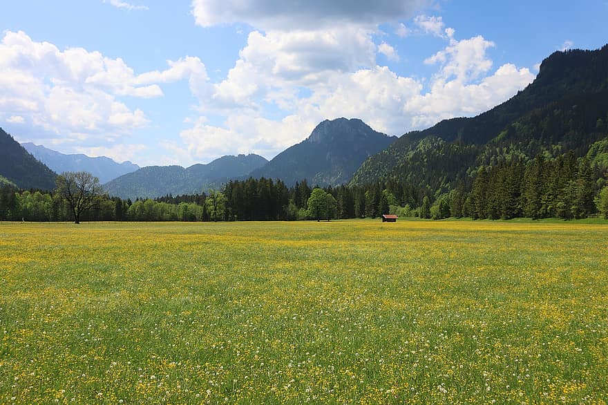 paesaggio, campo, montagne, natura, Baviera, Germania, Alpi, primavera, fiori, prato, estate