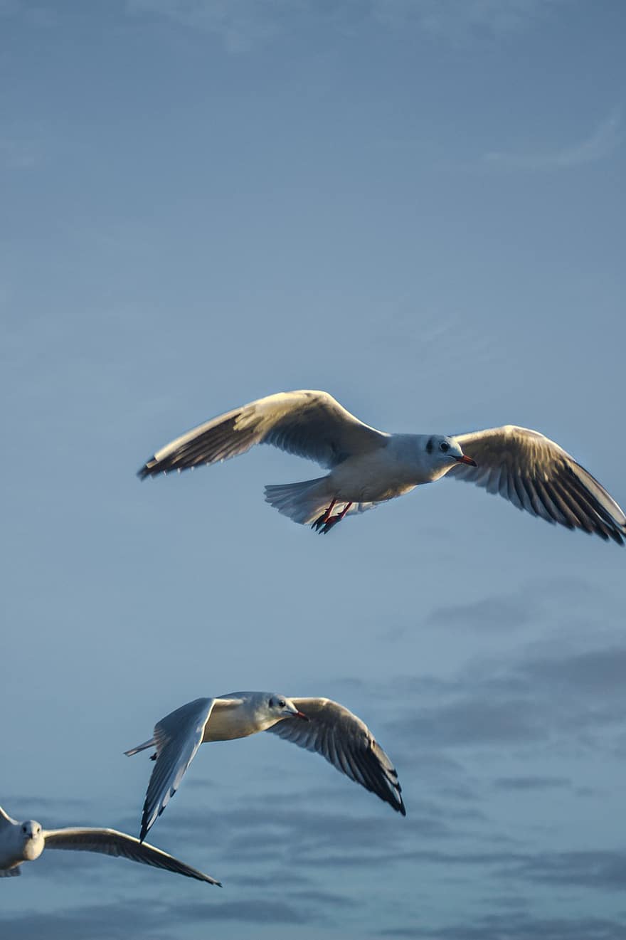 gaivotas, passarinhos, voar, lances de vôo, gaivotas voadoras, aves marinhas, pássaro aquático, dom, asas, em vôo