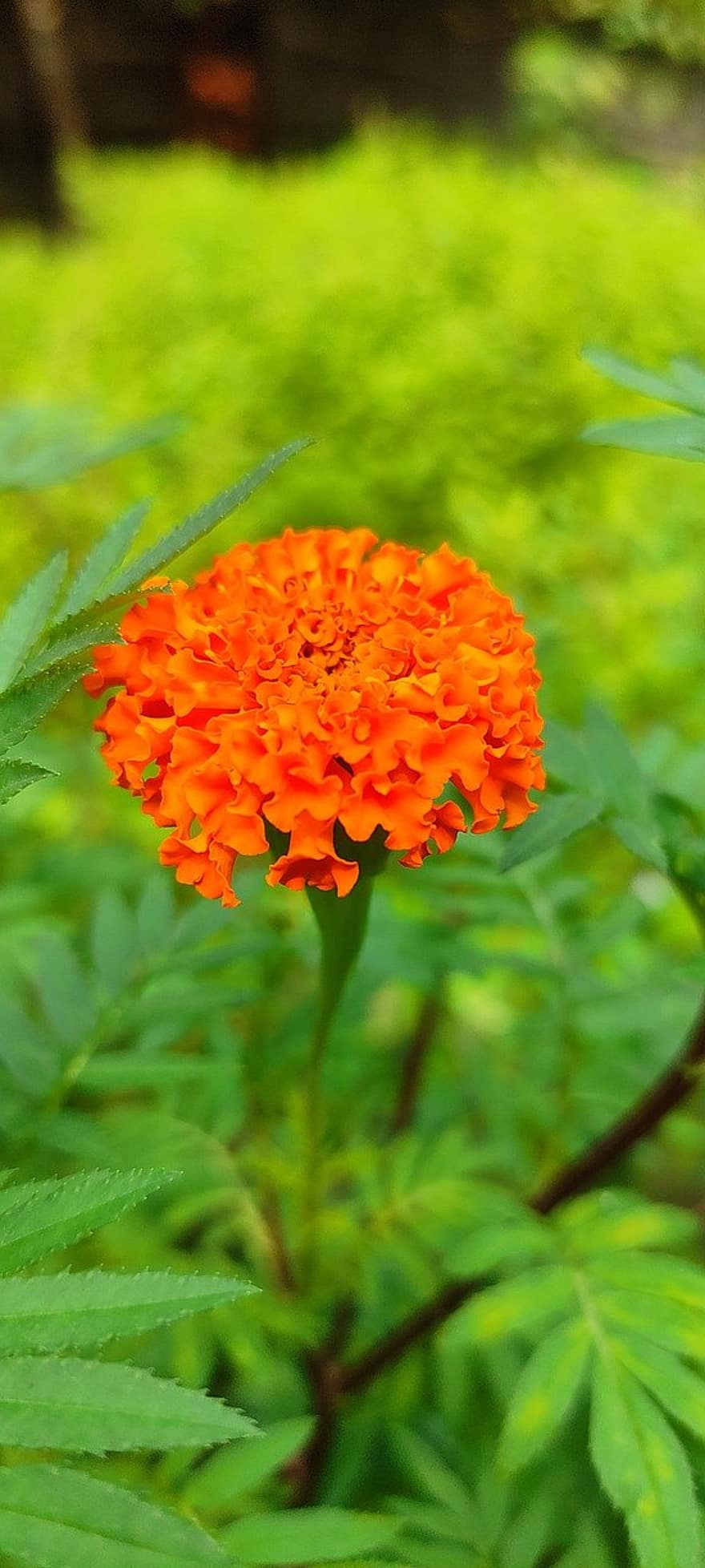 bunga, marigold, alam