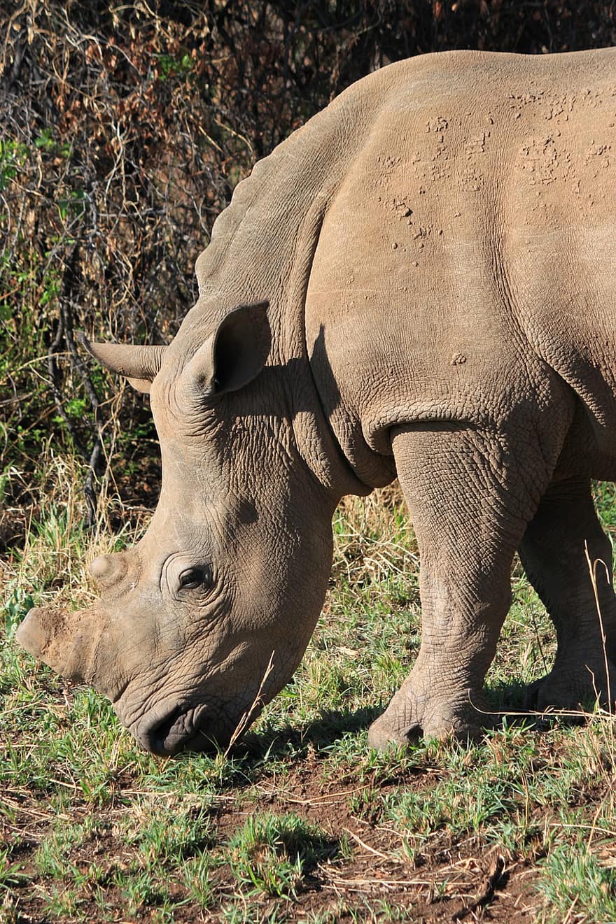 næsehorn, horn, dyr, natur, Sydafrika, Afrika, safari, bevarelse, savanne, vild, ødemark