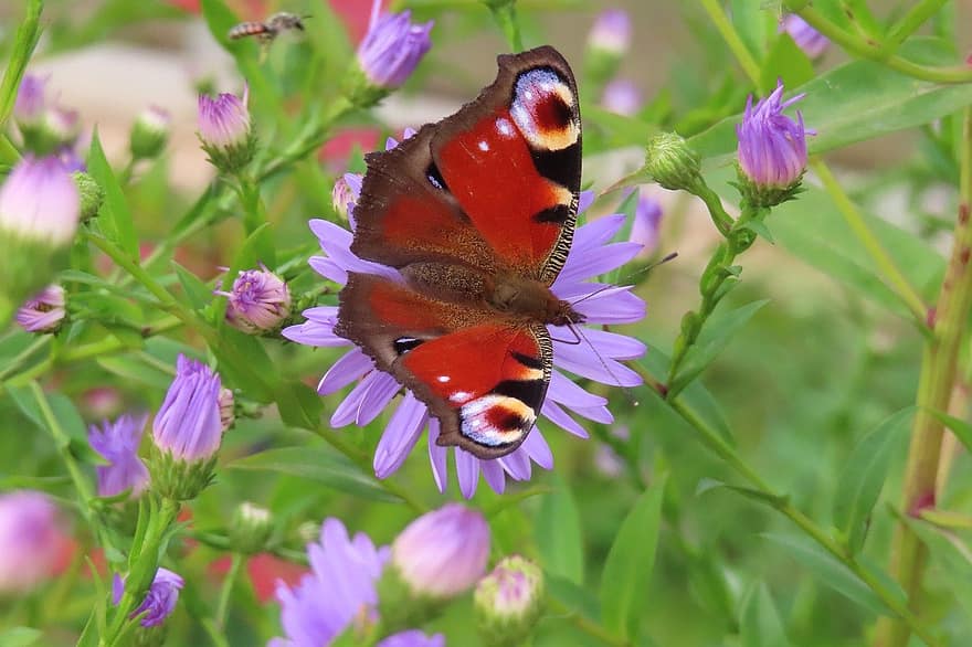 peacock butterfly, purple flowers, pollination, nature, close-up, multi colored, summer, flower, insect, beauty in nature, green color