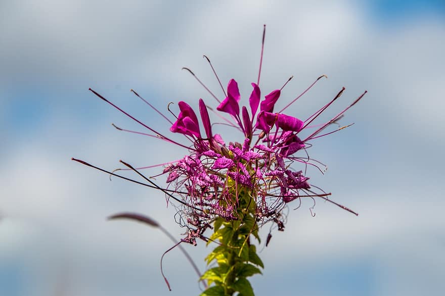 floare, petale, a inflori, ofilit, cleome spinosa, Spiny Spider