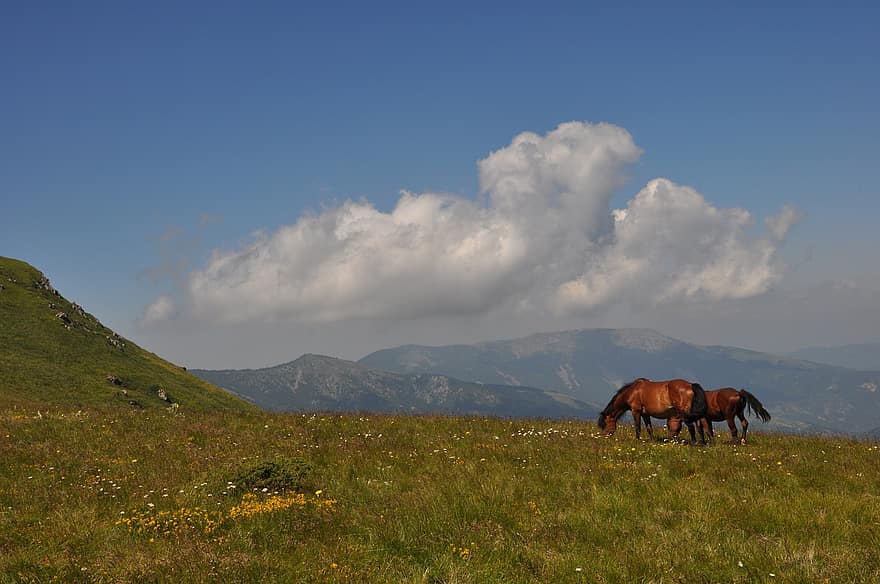 άλογο, ίππειος, ιππικός, γρασίδι, βοσκή, λιβάδι, κοιλάδα, Σερβία, σύννεφα, βαλκανικός