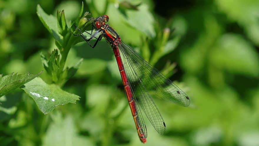 Large Red Damselfly, Dragonfly, Insect, Animal, Wings, Perched, Plant, Wildlife, Nature, Closeup, close-up