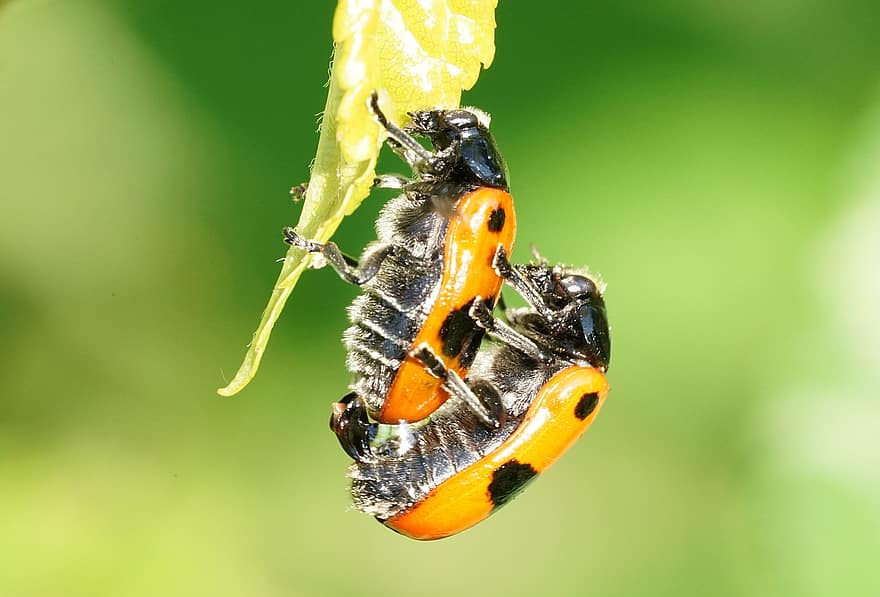 insectos, escarabajos, entomología, apareamiento, de cerca, fauna
