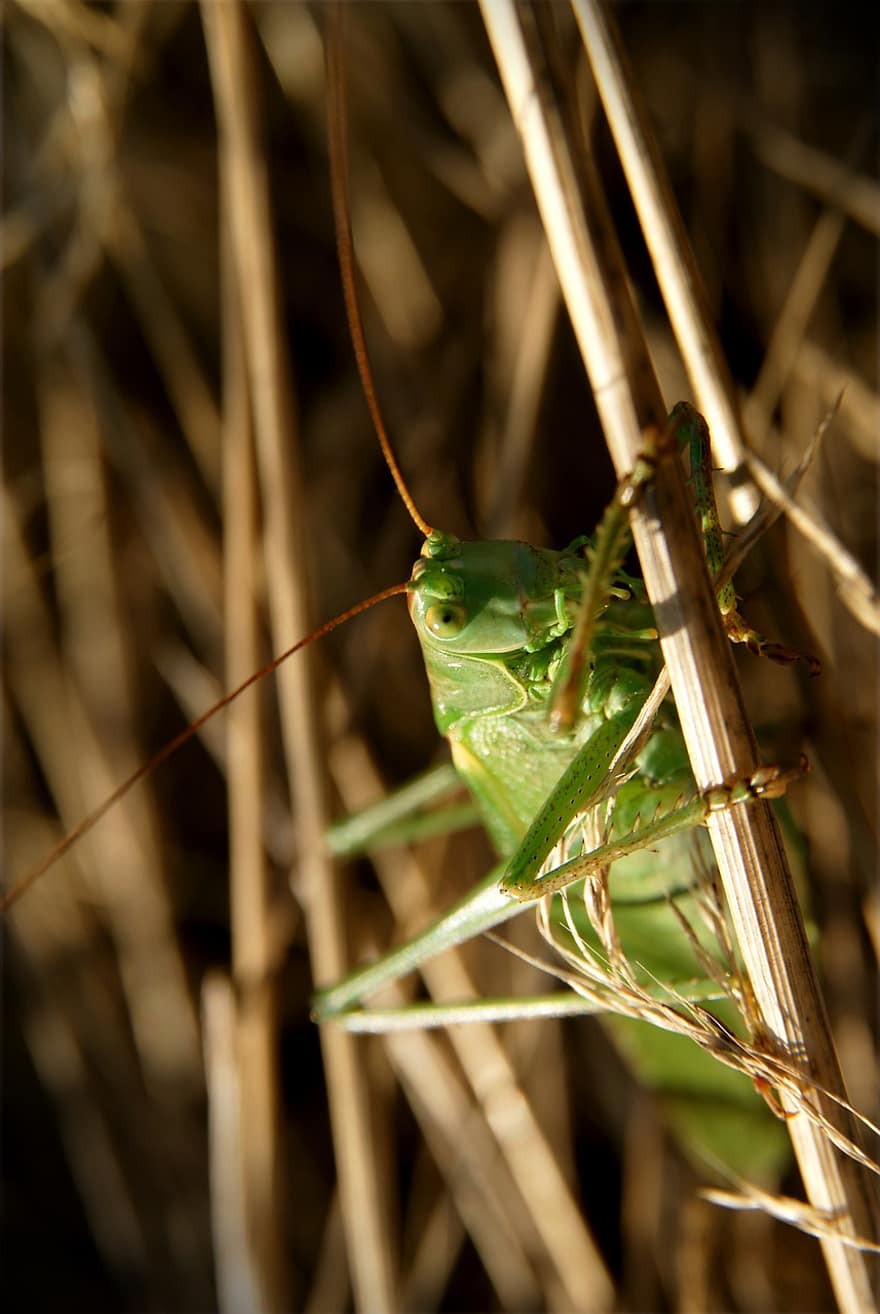 Büyük Yeşil Bush-kriket, çekirge yeşil, kriket, çekirge, keçiboynuzu, yeşil, böcek, Tettigonia Viridissima