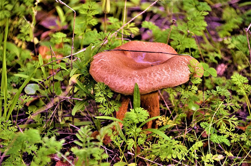 Mushroom, Moss, Forest, Mycology, Fungus, Nature, close-up, autumn, plant, season, uncultivated