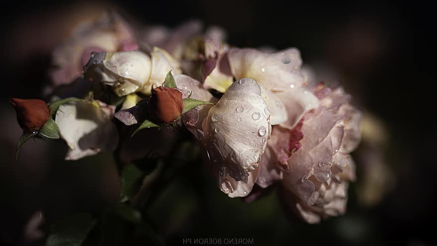 rosa, flor, orvalho, gota de chuva, gotas