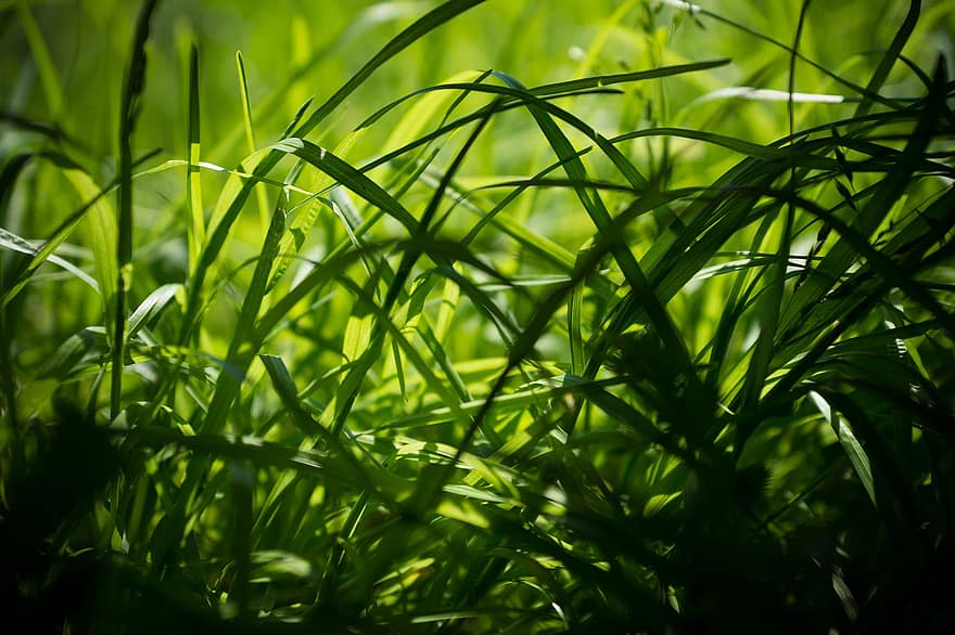 трева, растения, поле, ливада, градина, природа, зелен, лято, слънчева светлина, близък план, растение