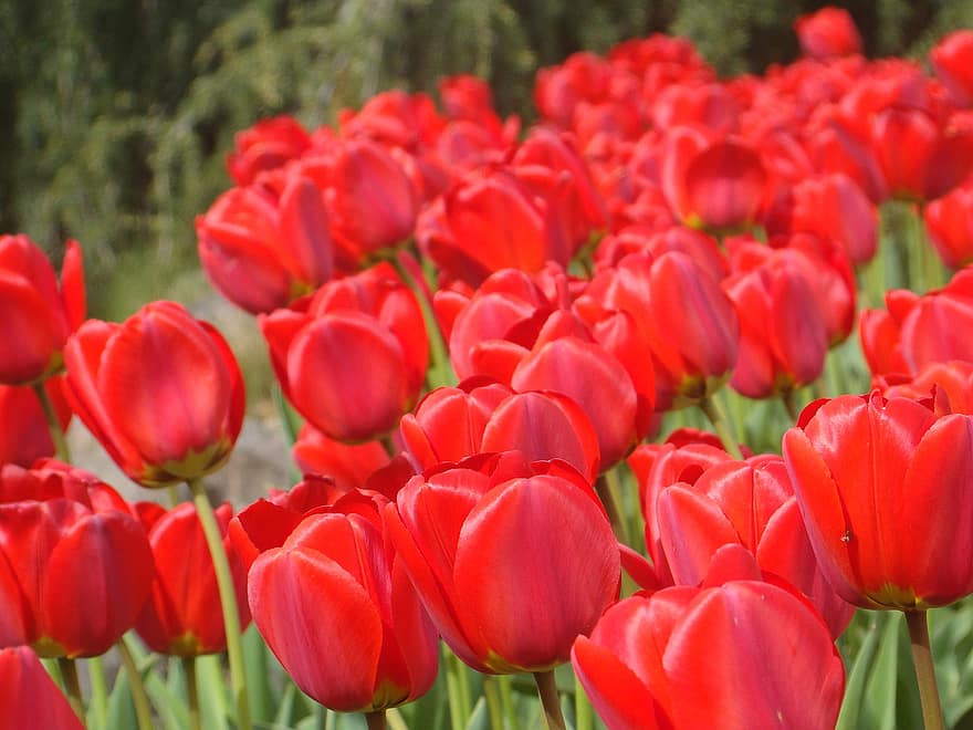fiori, primavera, tulipani, di stagione, fioritura, fiorire, Pomerania occidentale, Dobrzyca