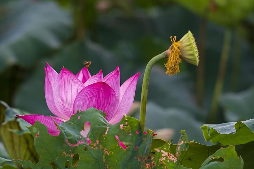 lotus, blomma, Lotus blomma, rosa blomma, kronblad, rosa kronblad, vattenväxter, flora, växt, blad, närbild