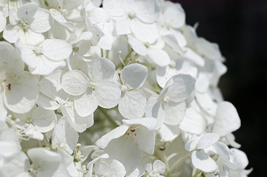 hortensia, blomster, hvit hortensia, hage, petals, hvite kronblade, blomst, blomstre, flora, planter, natur