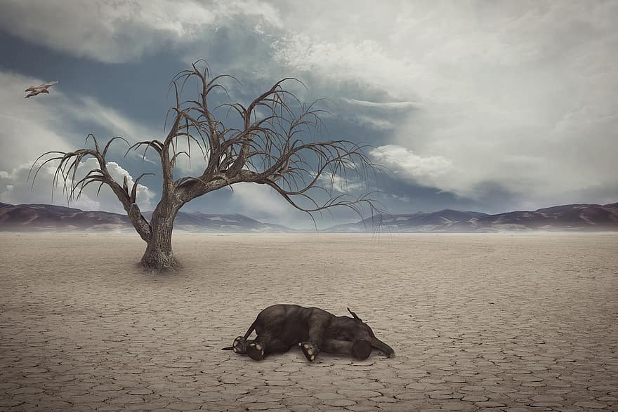 ξηρασία, έρημος, ελέφαντας, στεγνός, παγκόσμια υπερθέρμανση, περιβάλλον, εξαφάνιση