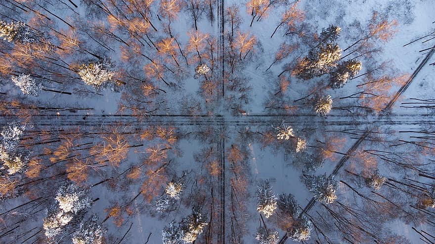 Trees, Woods, Forest, Snow, Nature, Landscape, Drone, tree, season, winter, branch