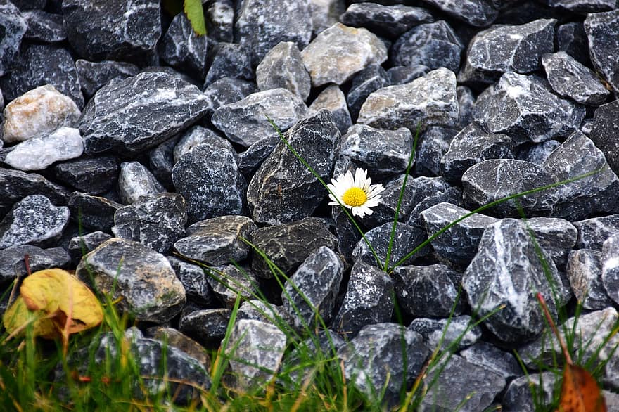 Daisy, akmenys, sodas, gėlė