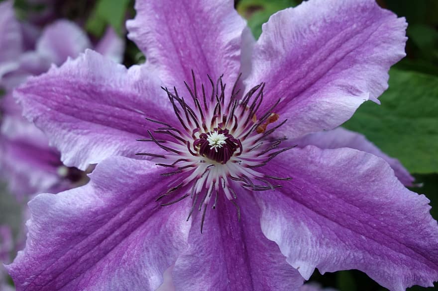 Clematis, Flower, Plant, Leather Flower, Purple Flower, Petals, Stamens, Bloom, Climber Plant, Garden, Nature