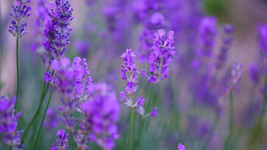 lavender, musim panas, bunga-bunga, Rempah, padang rumput bunga, alam, ungu, taman, violet, flora, keharuman