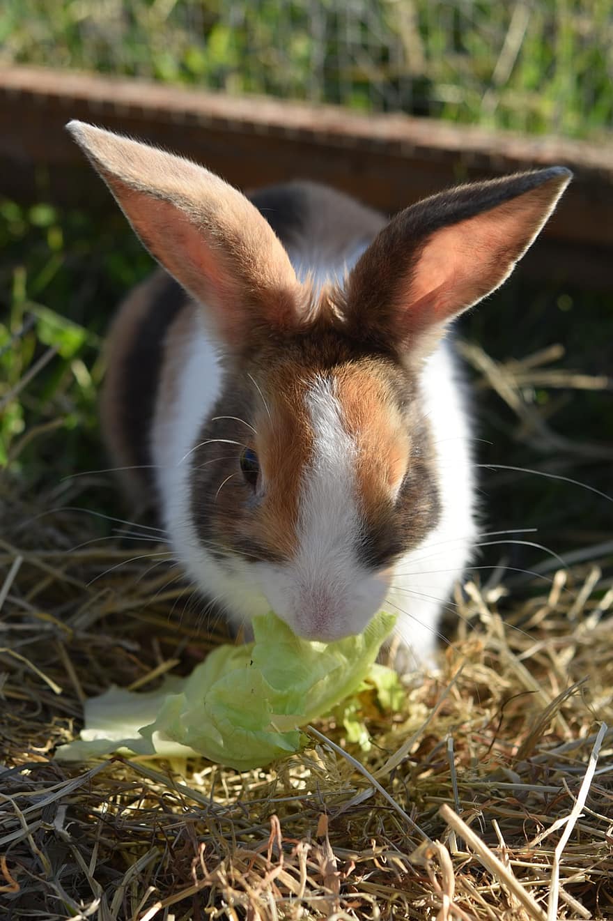 konijn, Europees gedomesticeerd konijn, konijnenoren, Konijn eet salade, schattig, huisdieren, gras, klein, farm, jong dier, knaagdier