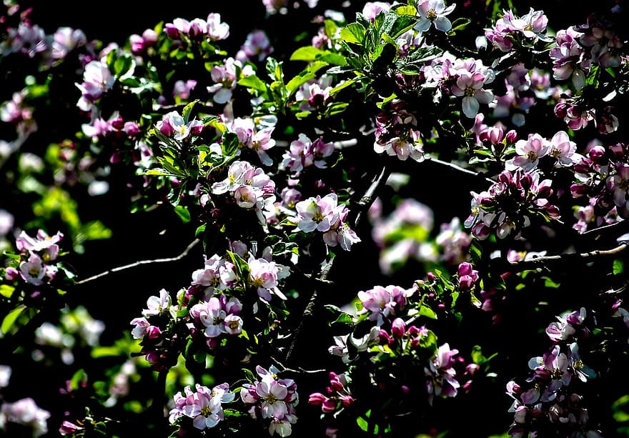 Obuolių medis, gėlės, pavasaris, žydi, žiedas, šakos, medis, augalų, Iš arti, gėlė, lapai