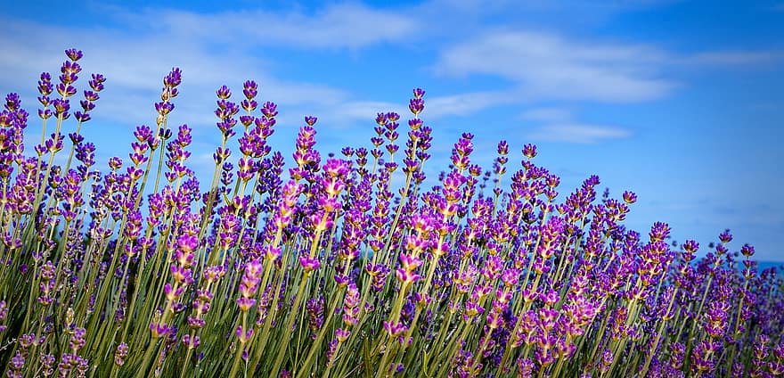 lavender, bunga-bunga, taman, bidang, bunga ungu, berkembang, mekar, flora