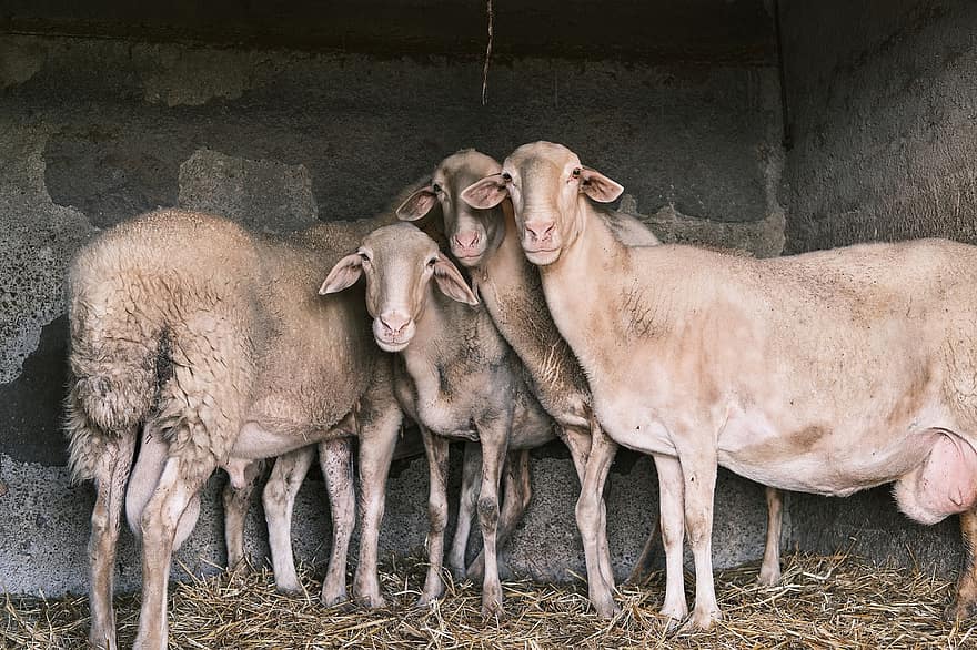 animal, ovelha, pecuária, mamífero, lã, espécies